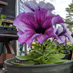 A purple flower seedling from The Washington General Store in Washington, ME